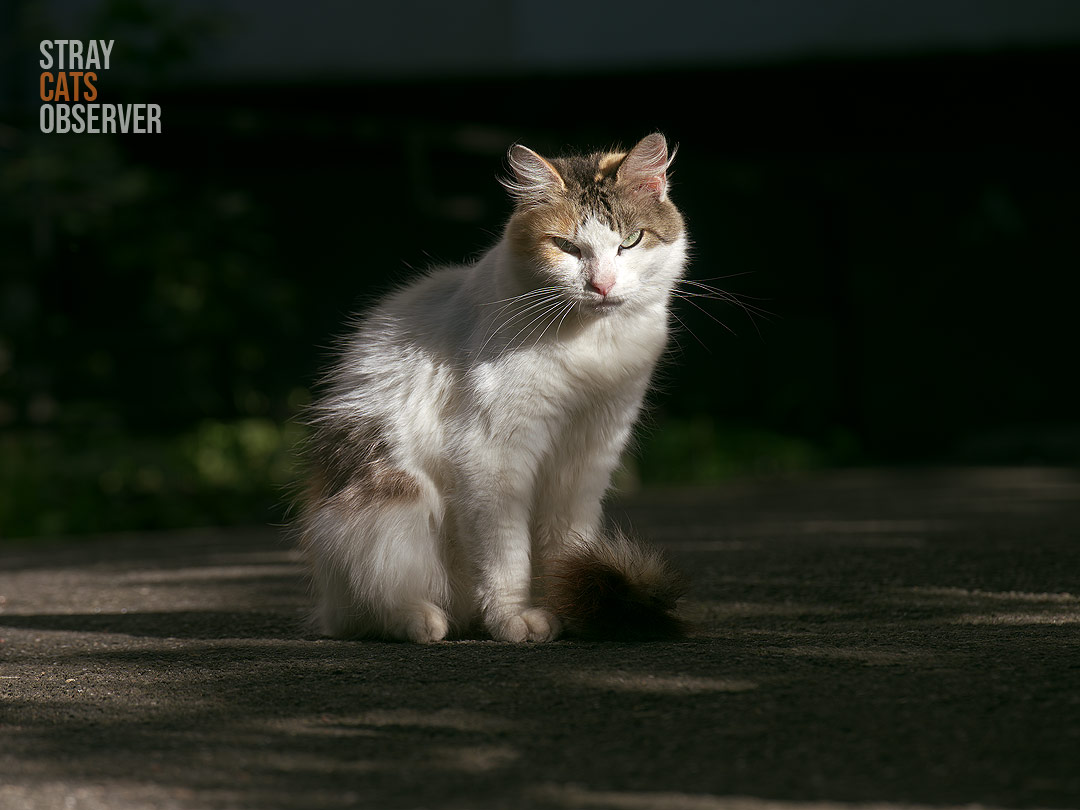 Tricolor cat sits in a ray of sun