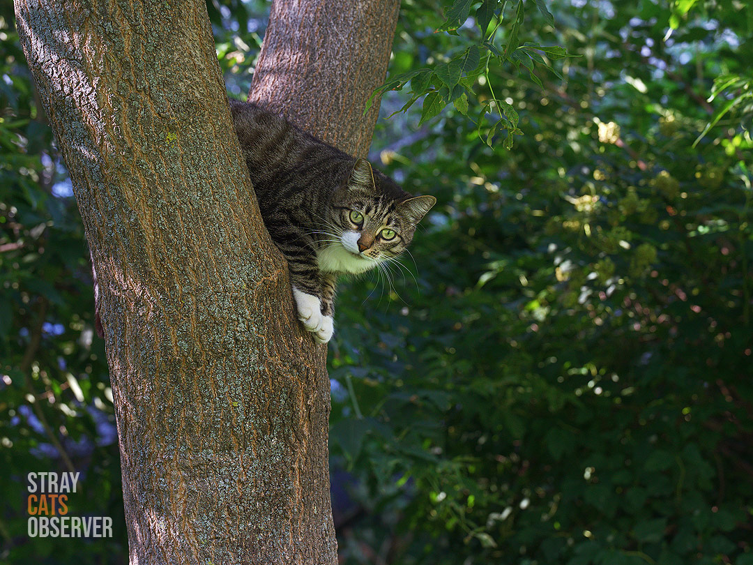Tabby cat peeking out from a tree