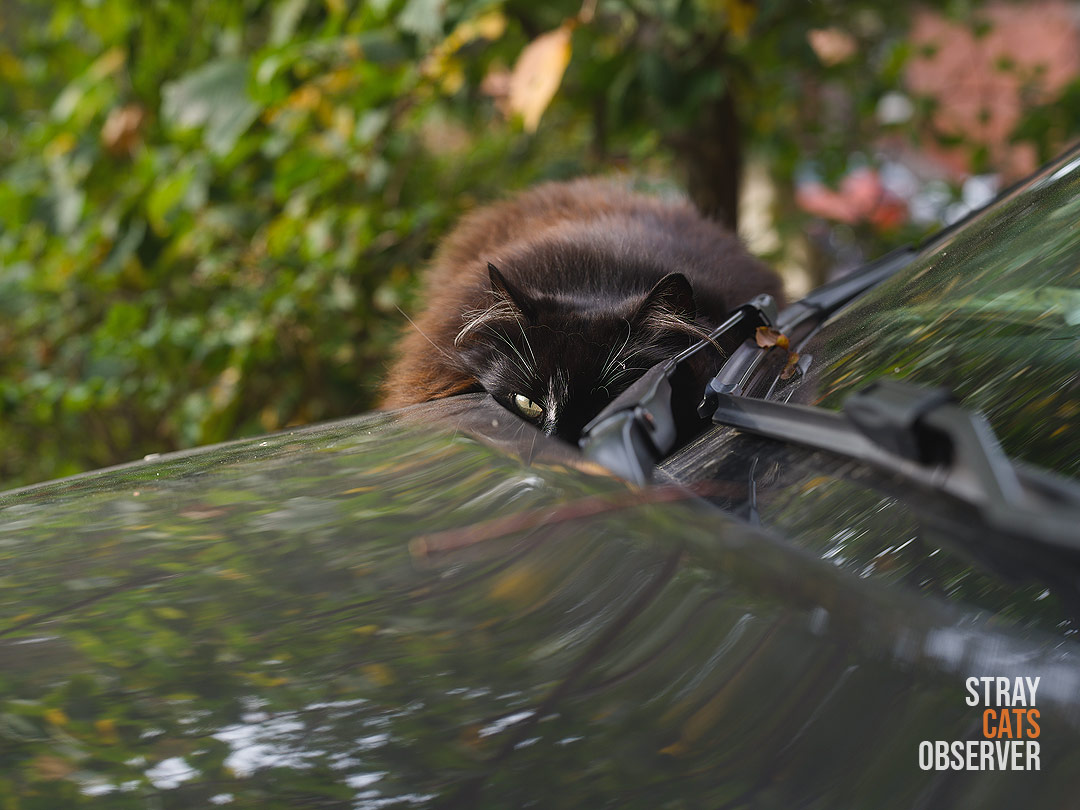 A brown fluffy cat lies on the hood of a car and looks at us with one eye