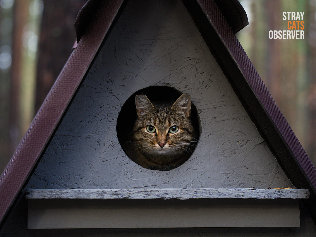 The cat looks out of the entrance to the house