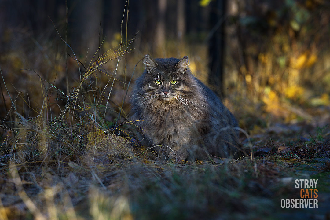 Fluffy tabby cat sits in the rays of the autumn sun