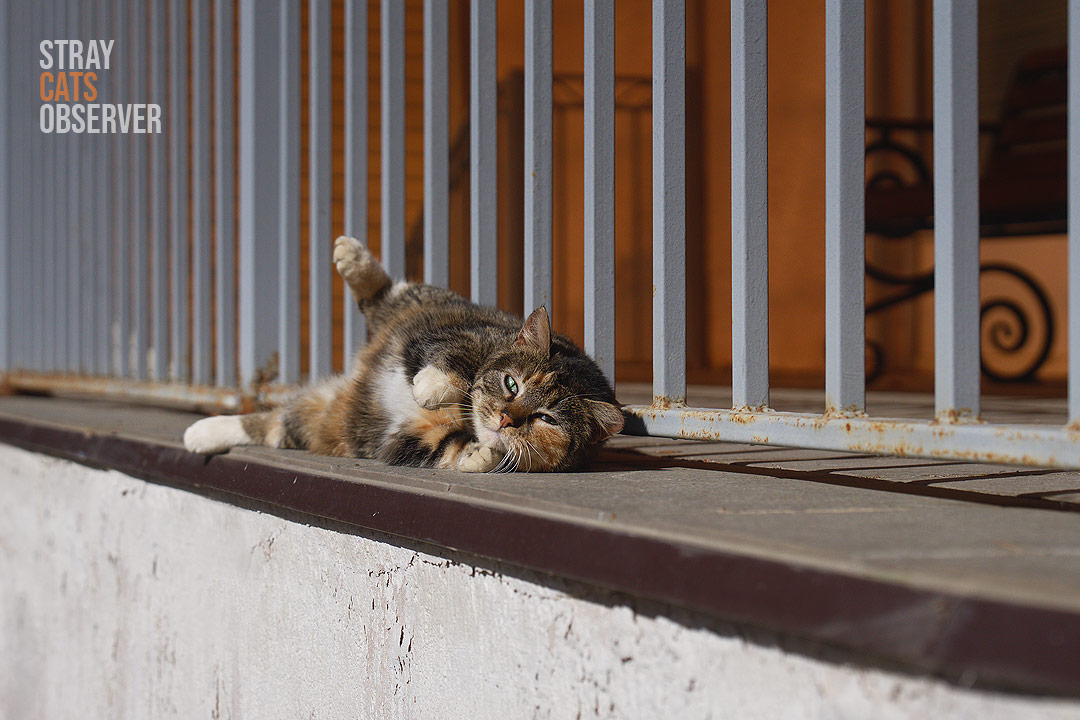 Calico cat enjoying the sun (part one)