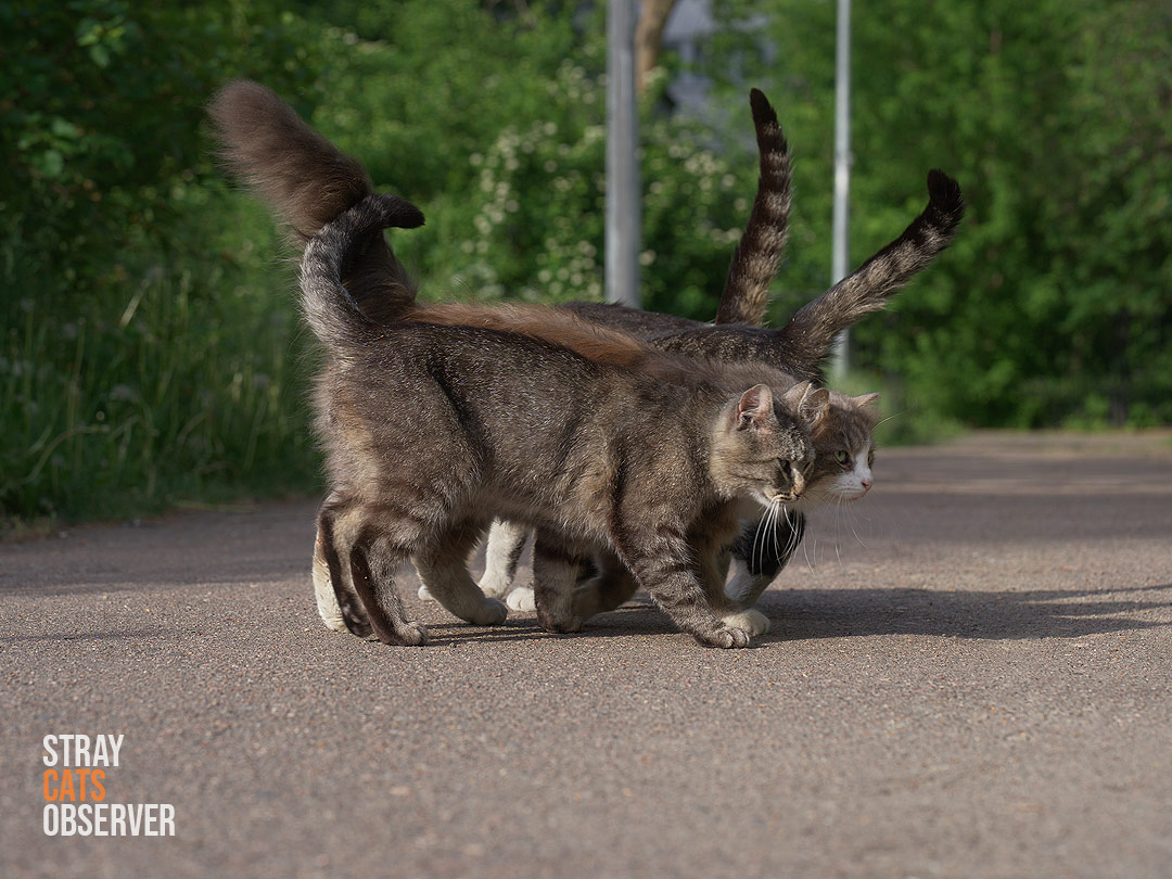 Four cats huddled together with their tails raised up
