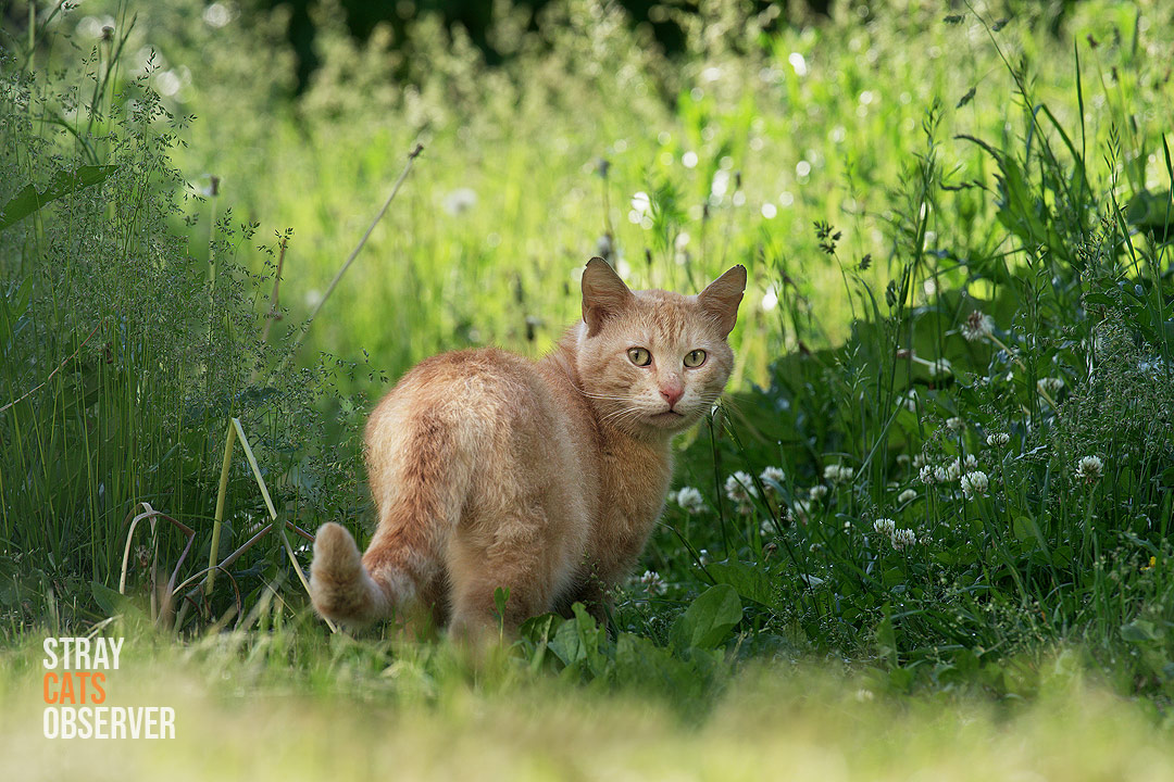 The ginger cat looks back at us, going into the tall grass