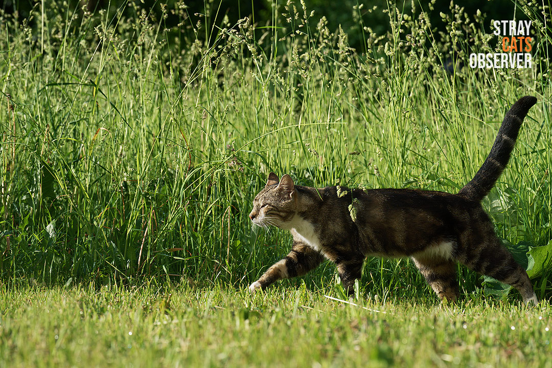 Tabby cat runs across a lawn with tall grass