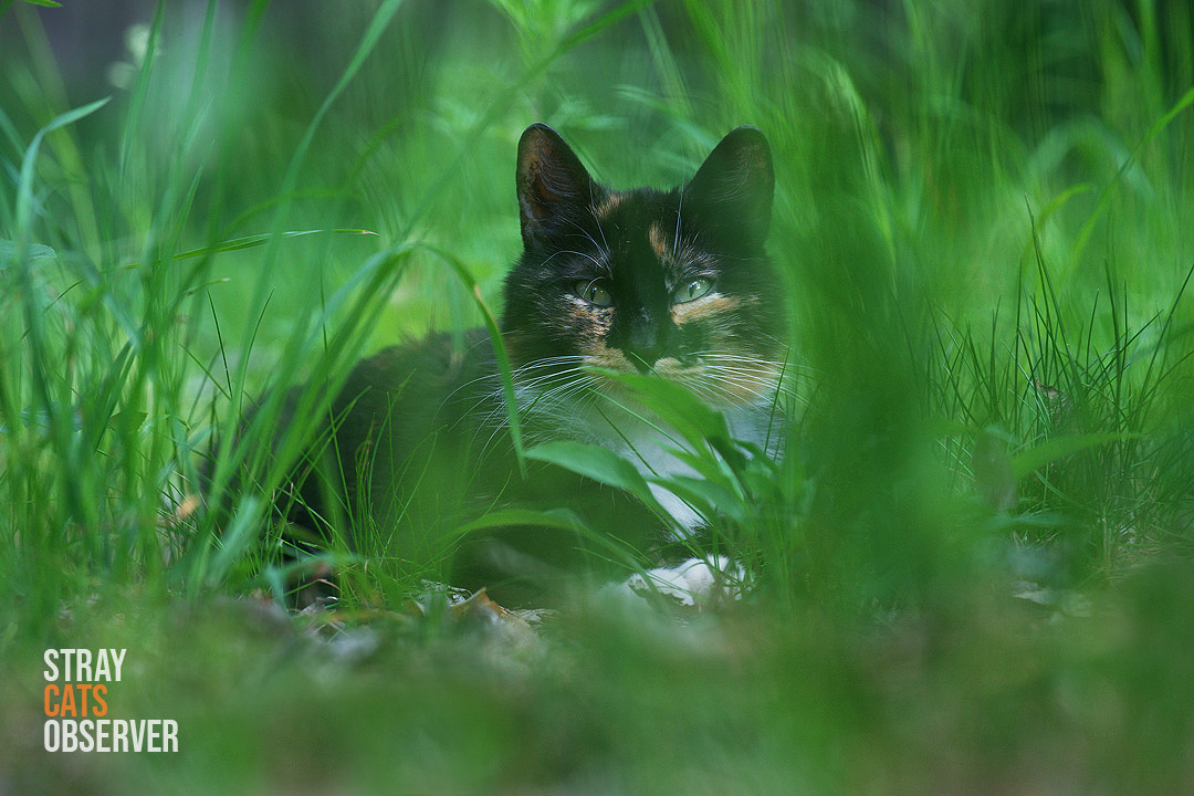A tricolor cat lies in the tall grass