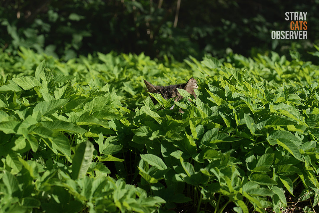 The cat's ears stick out from the thick tall grass