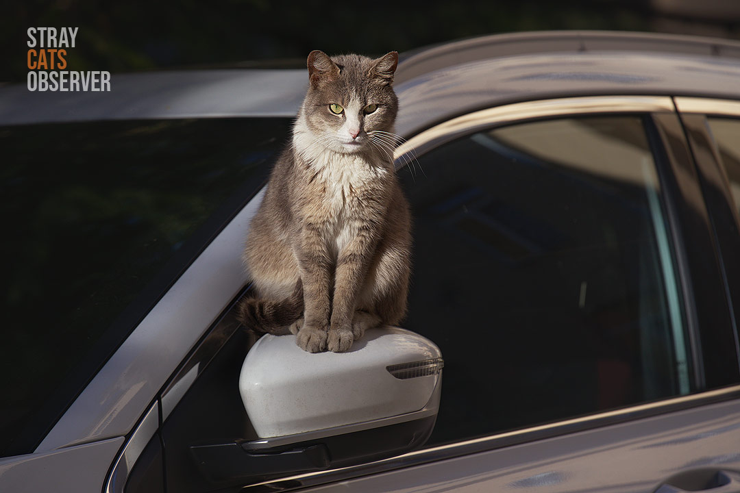 Beige cat sits on the rear view mirror of a car