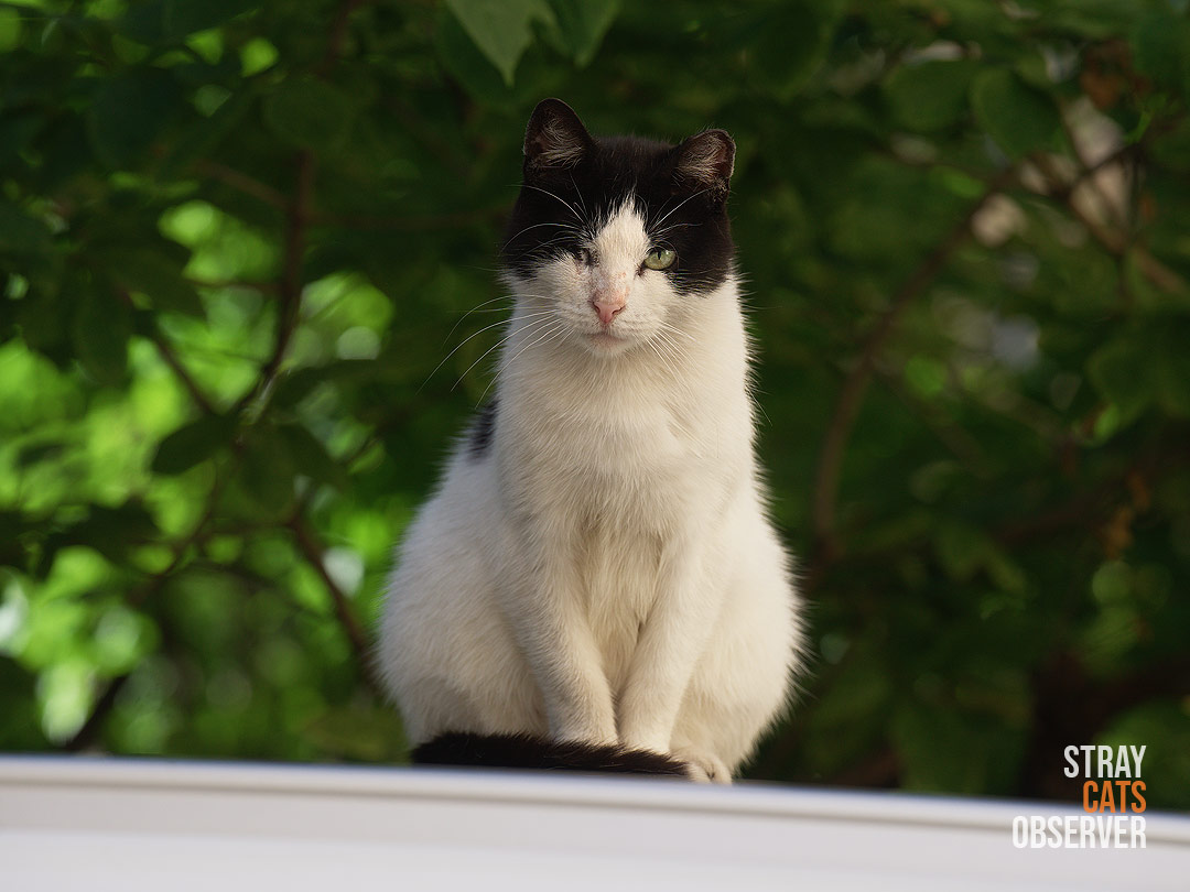 A one-eyed black and white cat sits on the roof of a car and looks at us