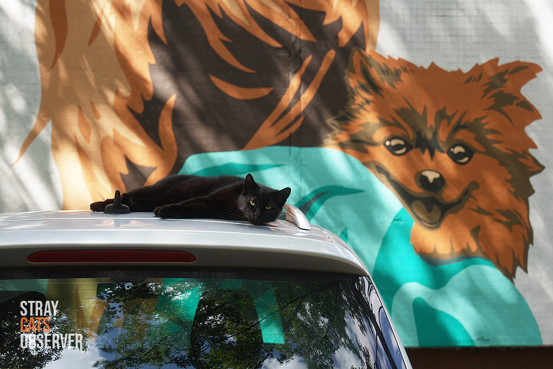Black cat lies on roof of car against background of graffiti with dog