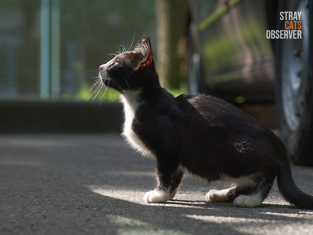 A black and white kitten walked into a ray of sunshine