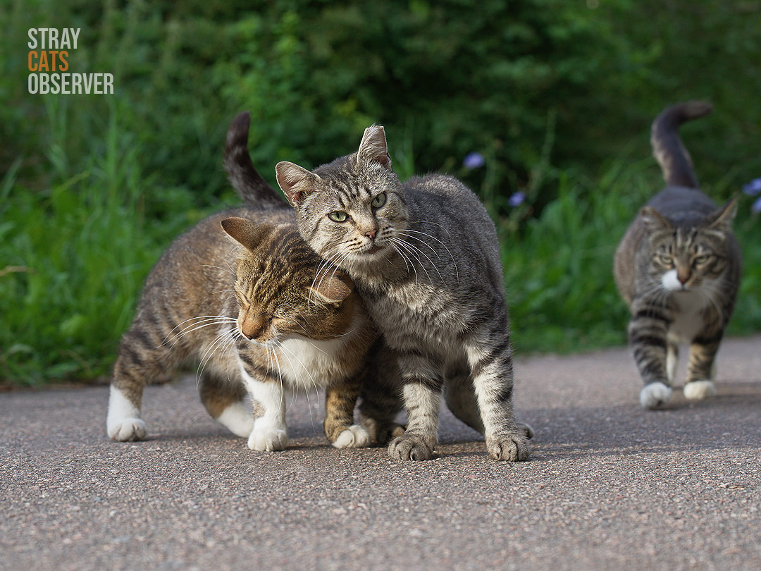 Three cats greet us at dawn