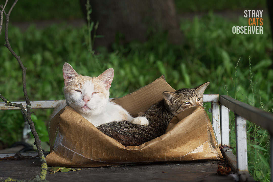 A cat and kitten lie in a box on a car trailer