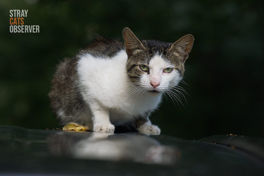 Tabby and white male cat sits on the roof of a car