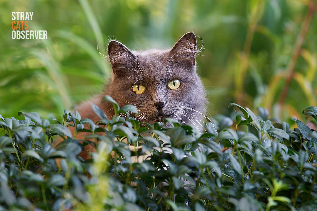 A grey cat sits behind the flower bushes and looks at us
