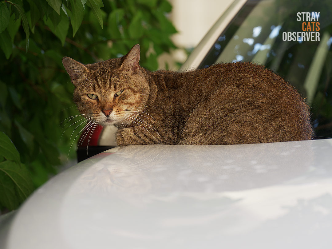 A tabby cat lies on the hood of a car and looks at us tiredly