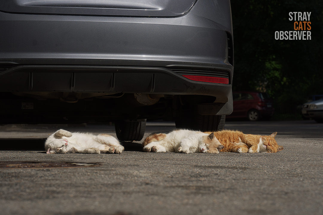 Three cats sleep in the sun in relaxed poses near a parked car