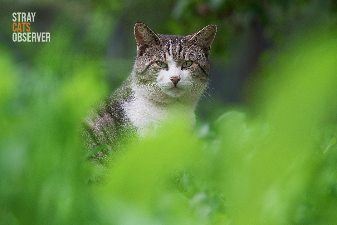 A tabby cat can be seen through the bushes