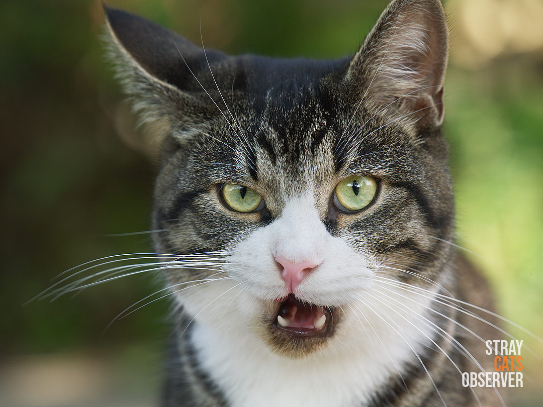 Close-up portrait of a disgruntled tabby cat