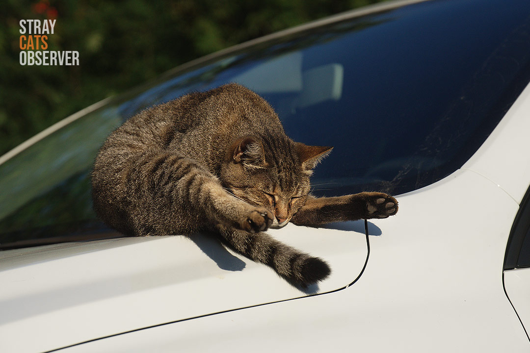 Tabby cat falls asleep on car hood in strange position (part one)