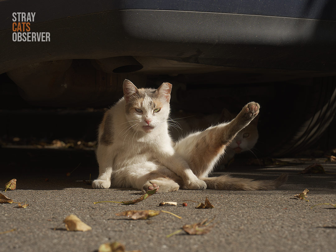A calico cat sits with its hind leg raised and looks at us