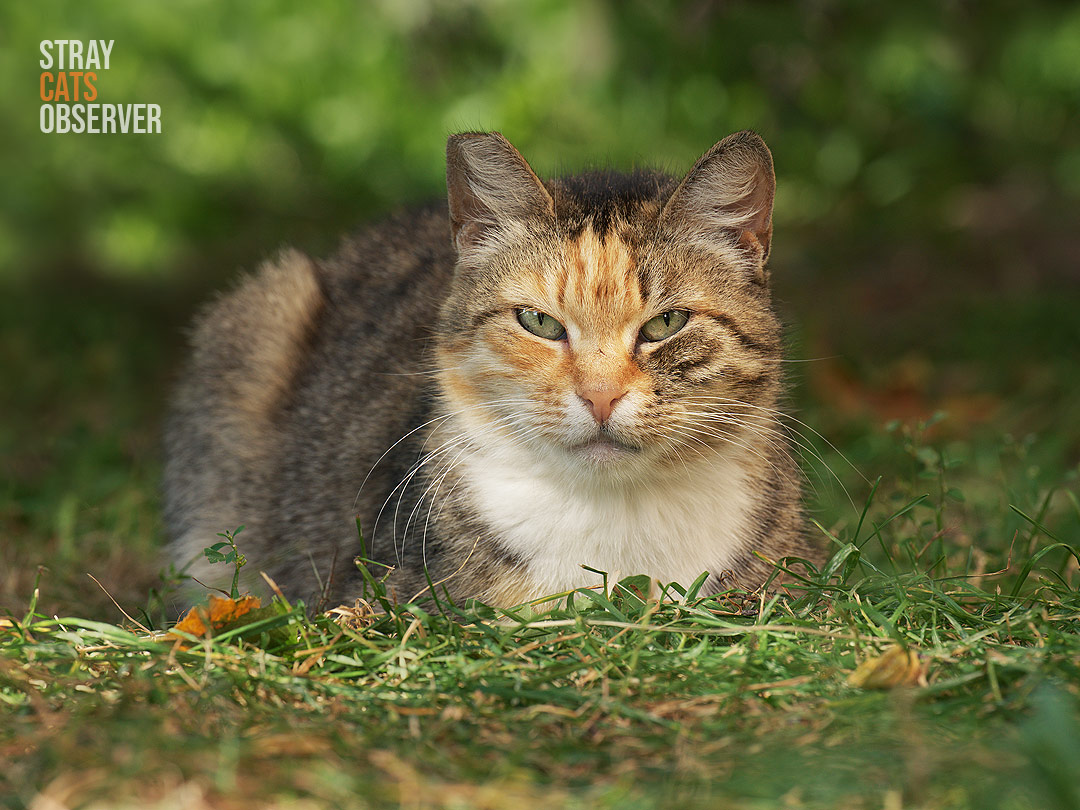 A tricolor cat lies on the lawn in the soft rays of the sun and looks at us
