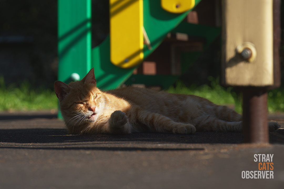 Orange tabby cat is unhappy with a ray of sunshine