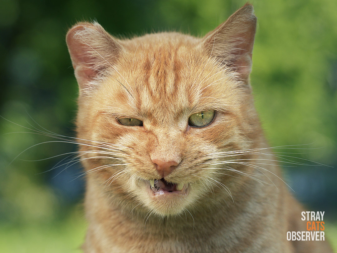 Portrait of a ginger cat with a displeased expression