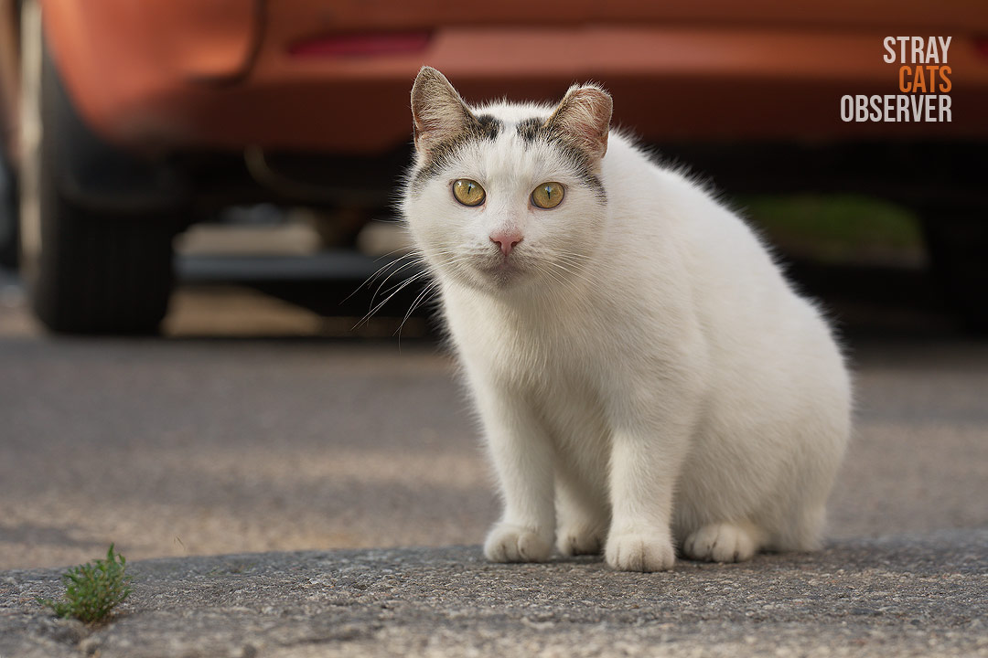 A white cat with dark spots on its head sits on the asphalt and looks at us
