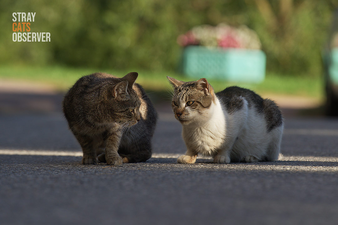 Two cats look at each other questioningly