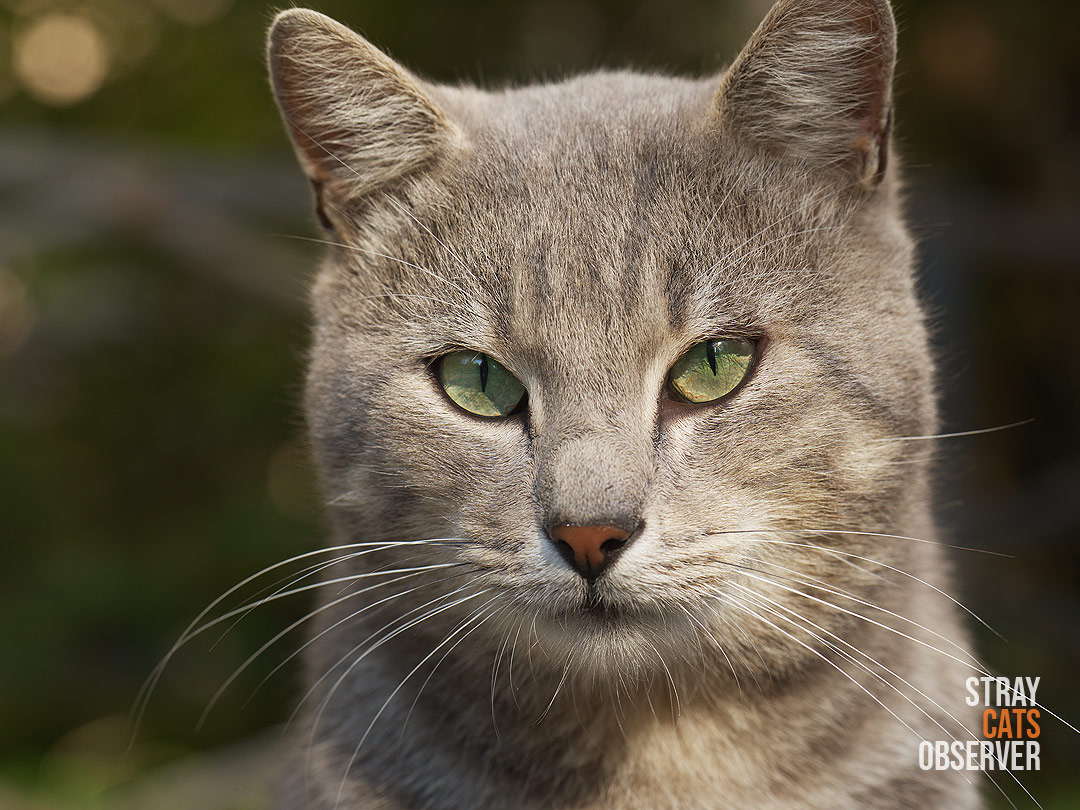Close-up portrait of a grey tabby cat