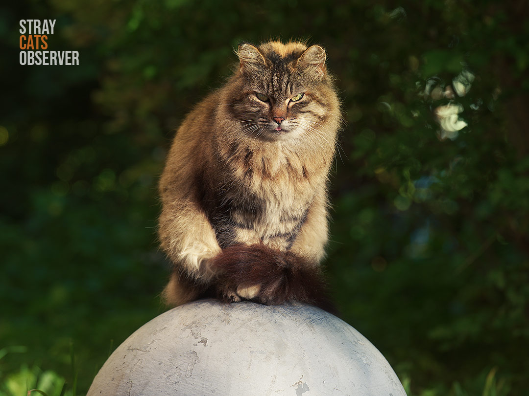 Fluffy tabby cat sits on concrete ball in warm evening sun