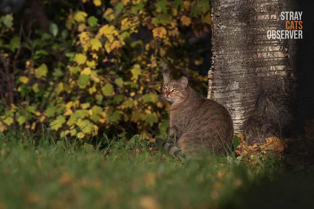 A tabby cat sits in the autumn sun and looks at us half-turned
