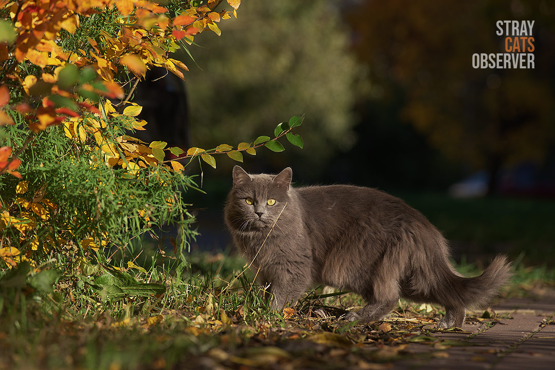 A fluffy gray cat stands near the autumn bushes and looks at us