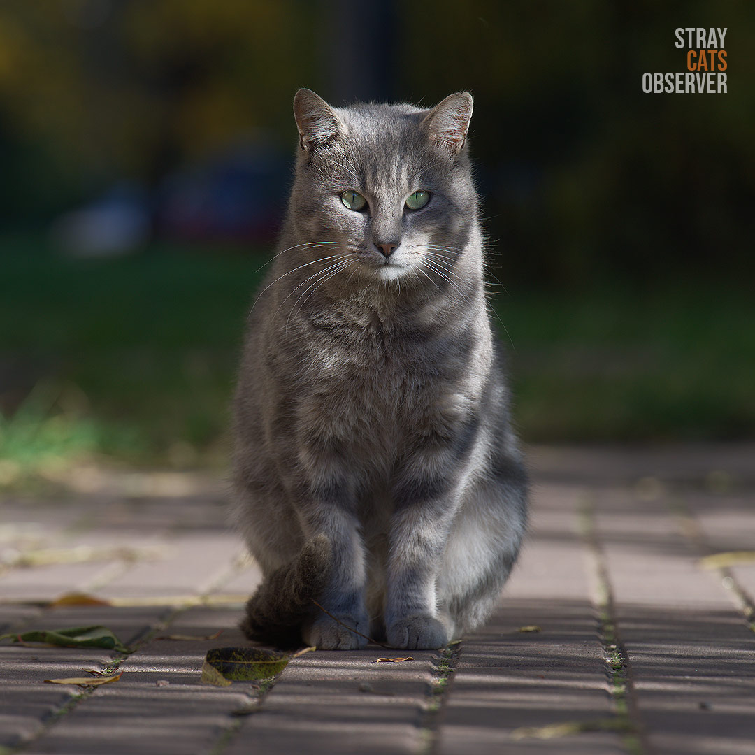 Portrait of a gray tabby cat illuminated through tree branches