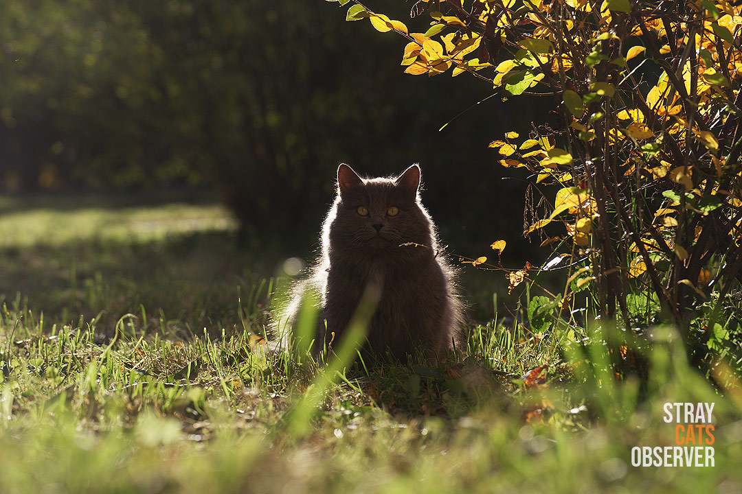 Gray fluffy cat sitting in the sunlight
