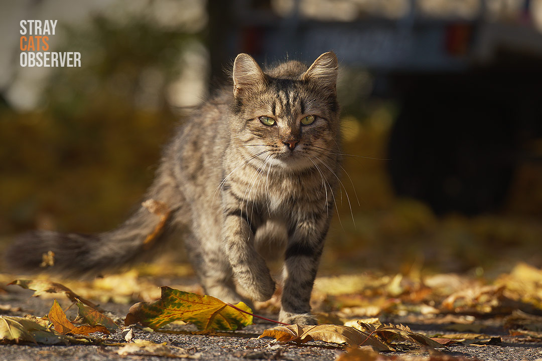 A tabby cat hurries towards us through the autumn leaves