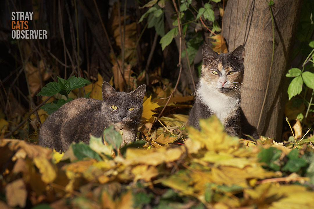 Tortoiseshell and calico cats sit in the sun in autumn leaves