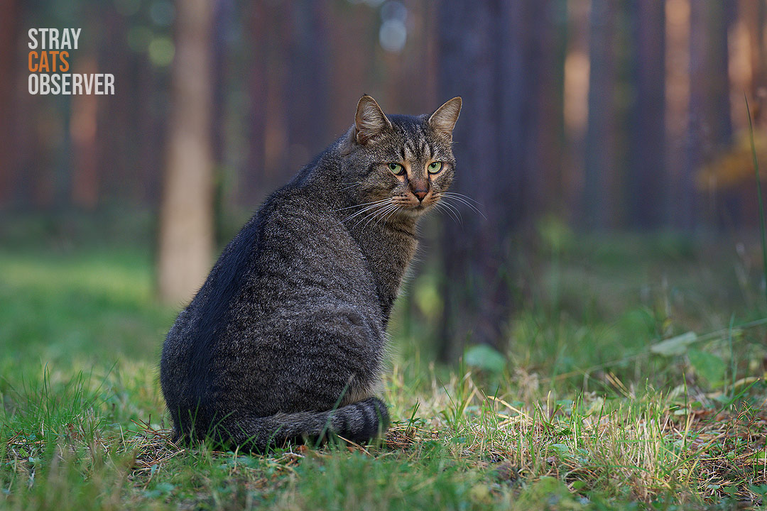 A tabby cat sits in an evening autumn forest and looks at us over his shoulder