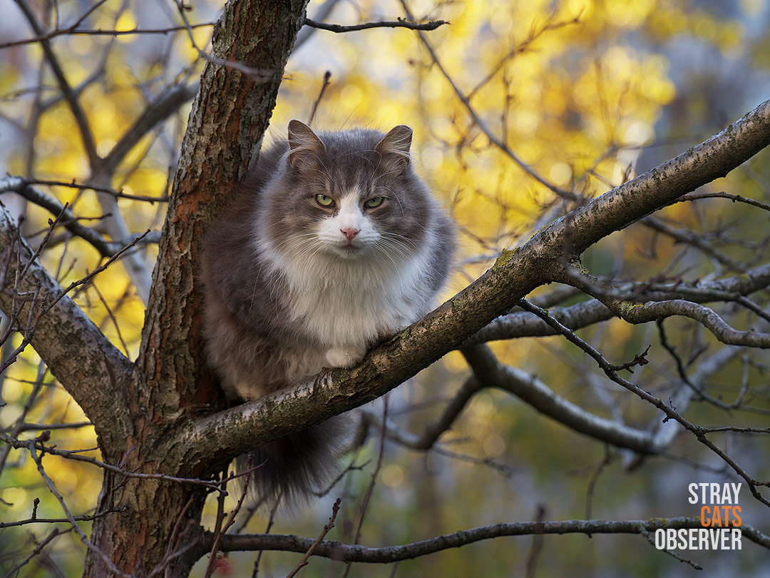 Fluffy cat sits on leafless tree against autumn foliage