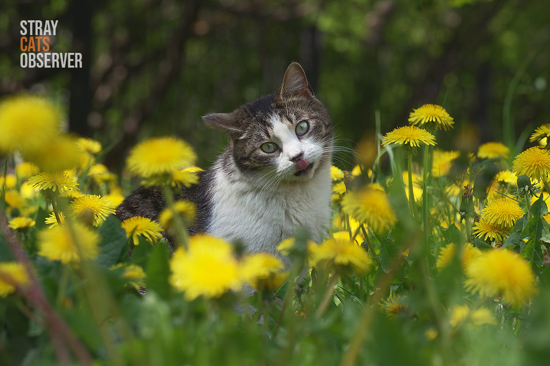 A tabby cat sits in dandelions