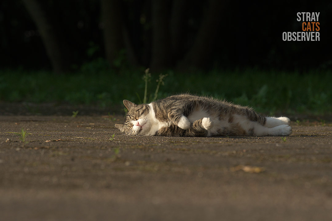Tabby cat fell asleep, stretched out on its side, in the morning sun