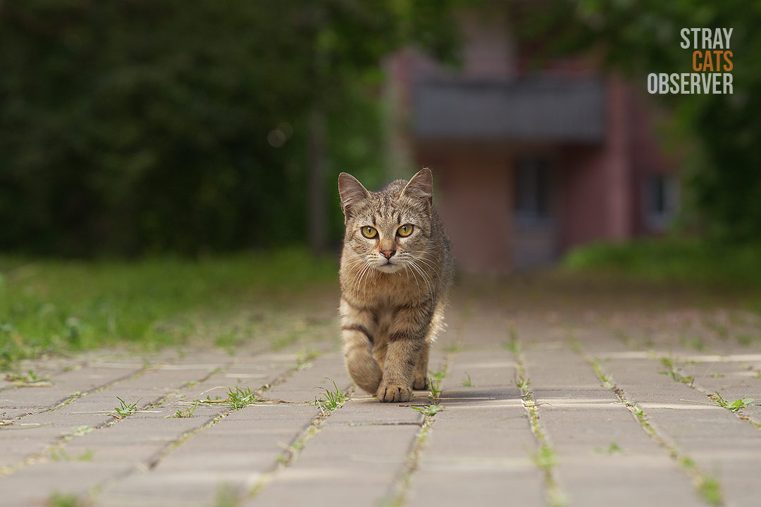 A tabby cat approaches us along a paved path