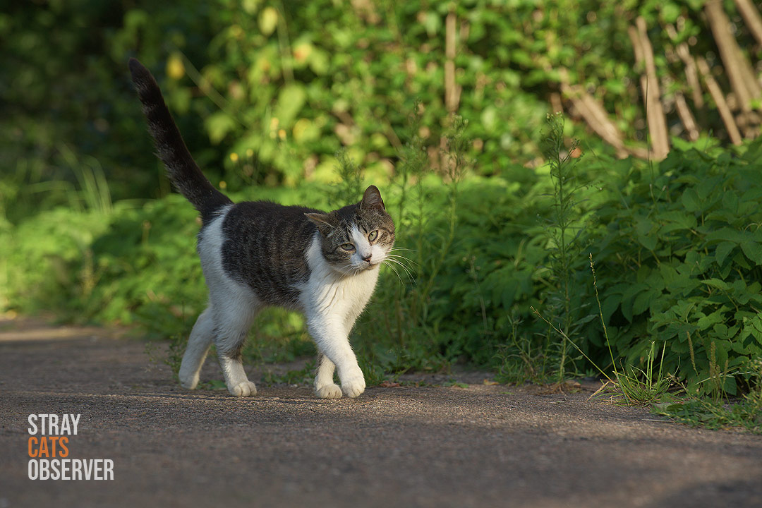 A tabby and white cat walks past us on the asphalt path