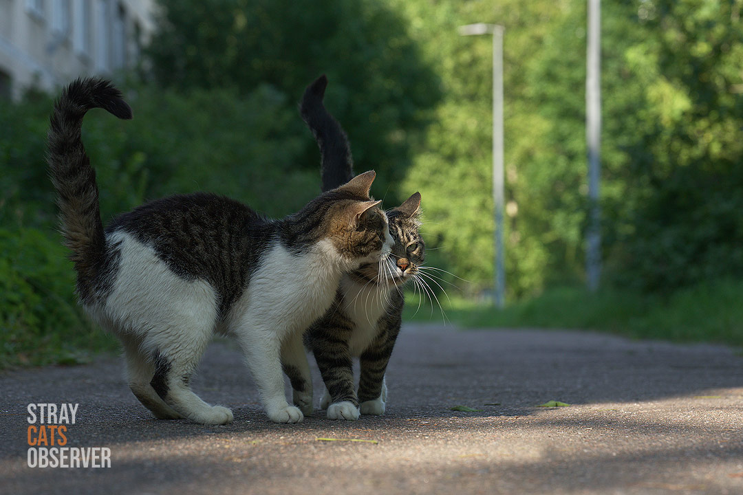Two cats rubbing their heads