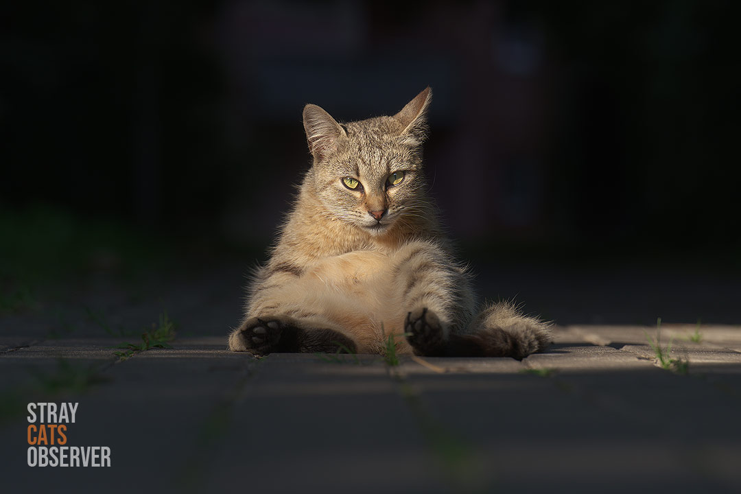 A tabby cat sits in a strange pose, illuminated by a ray of sunlight