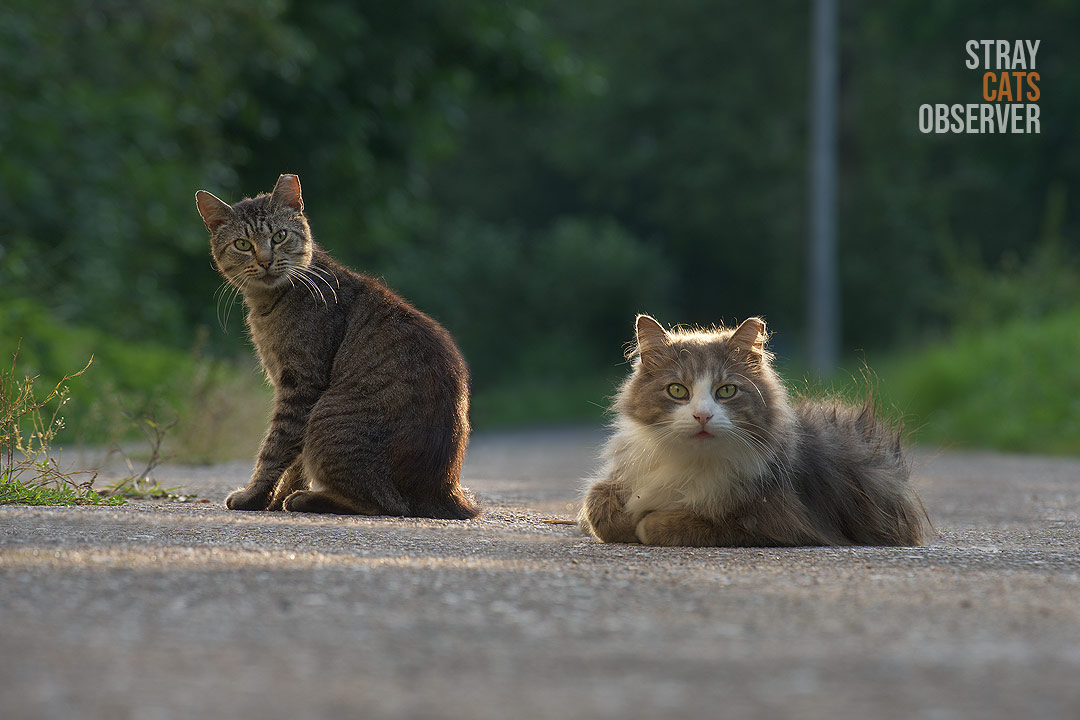 Two cats look at us in surprise