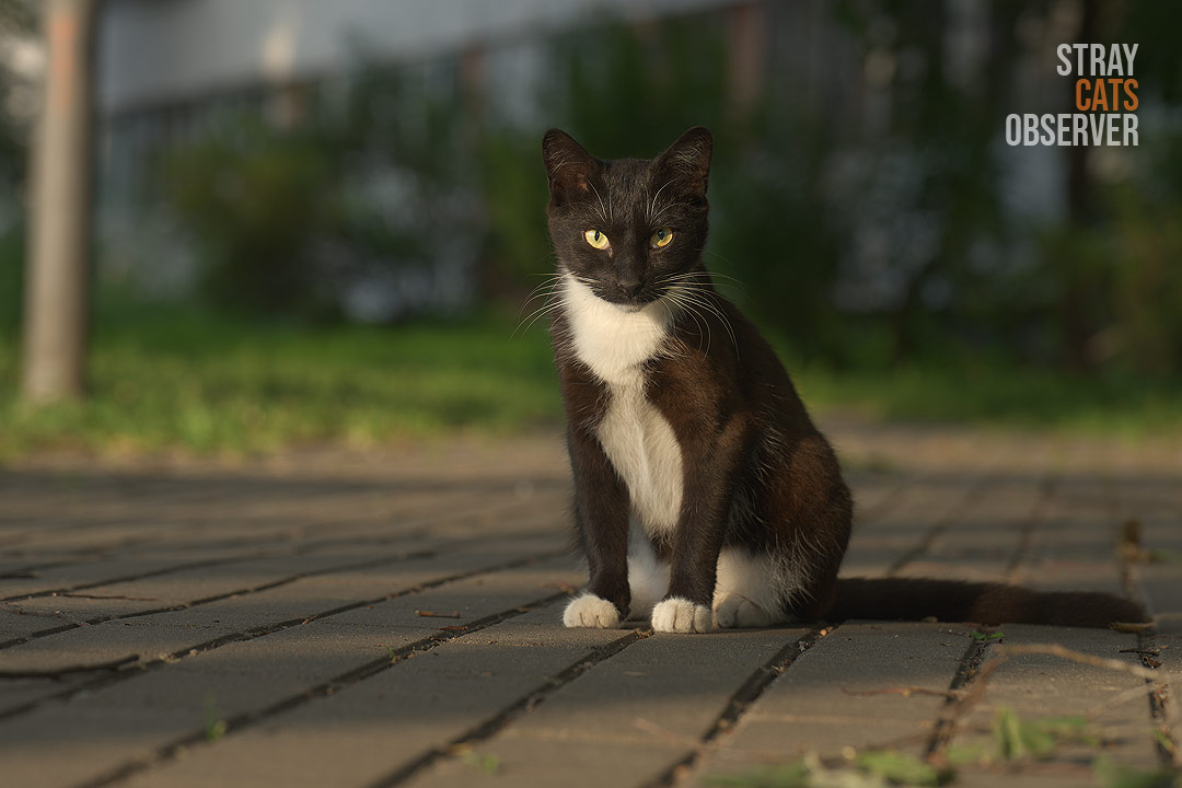 Black and white cat sits on a paved path at dawn