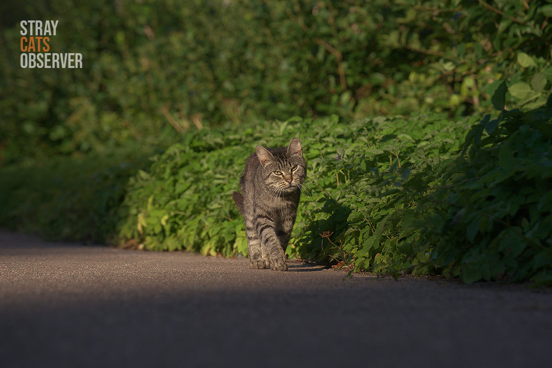 A tabby cat walks along an asphalt path past the row of bushes on the side of the road