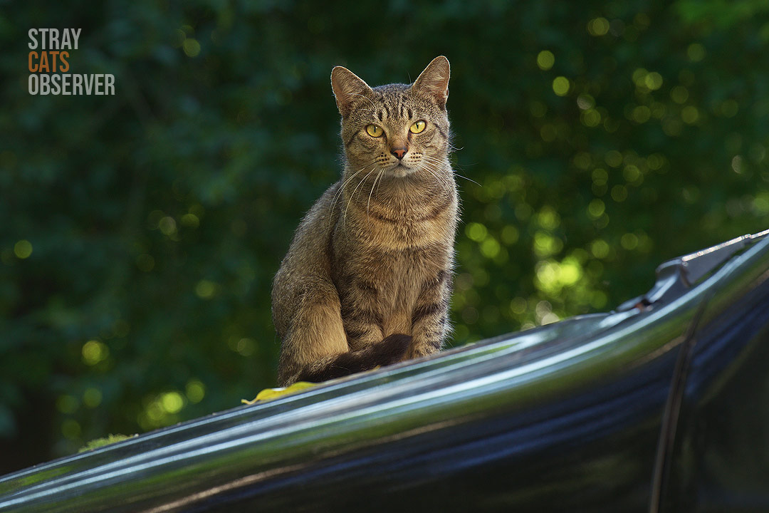 A tabby cat sits on the hood of a car